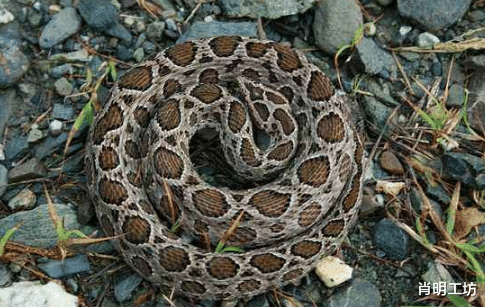 『』中国毒蛇排行榜，最好不要招惹它们，捕蛇人看见都紧张