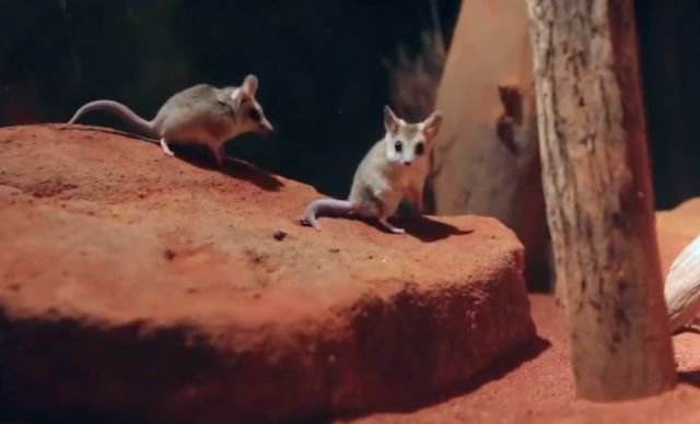 后代|交配时间最长的动物：不眠不休高达14小时，直到失去生命