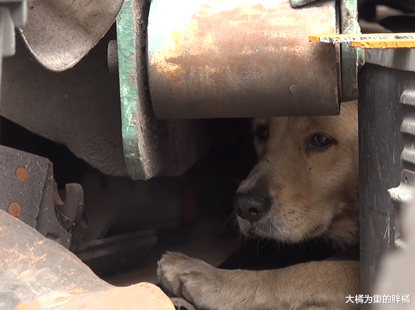 金毛也成流浪狗，被救时因害怕用双脚蒙着双眼，看上去真让人心疼