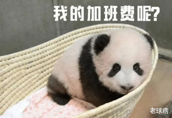 日本■日本网友吐槽:中国养的大熊猫那么脏,送到日本的却洗得很干净