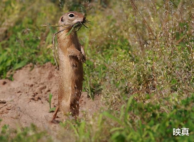 映真|新疆30万老鼠集体跳崖自杀?专家给出的解释,令人深思