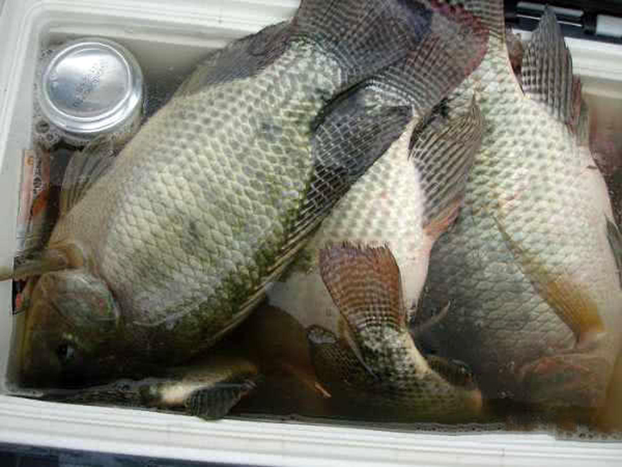 饵料|钓罗非鱼冷冻饵，自制过程和方法，成本几块钱就能钓好多