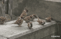 餐厅|去高档餐厅吃饭，菜单最便宜一碗38，我和老婆假装打个电话就走了