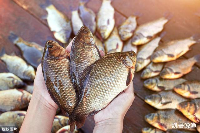 『』打窝后应该钓窝中间还是窝边？应结合鱼情、水情，在确定下钩位置