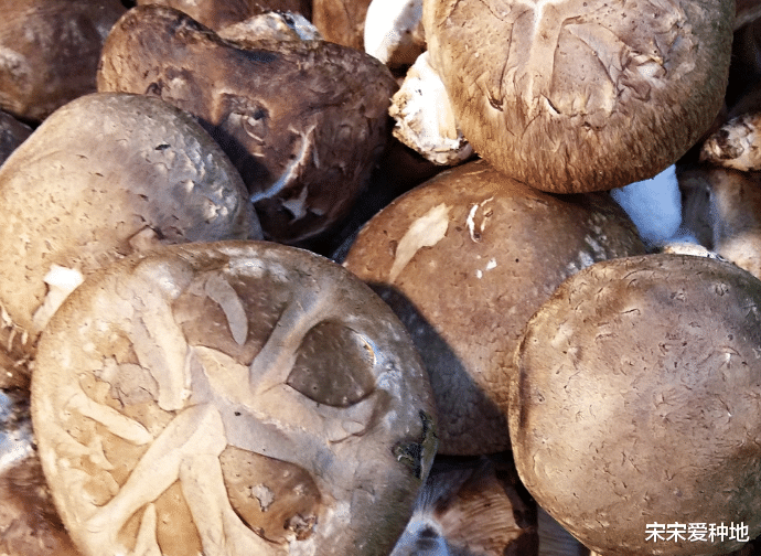 「香菇」常吃香菇的人,身体不会太差,但需牢记1“禁忌”,早知早好