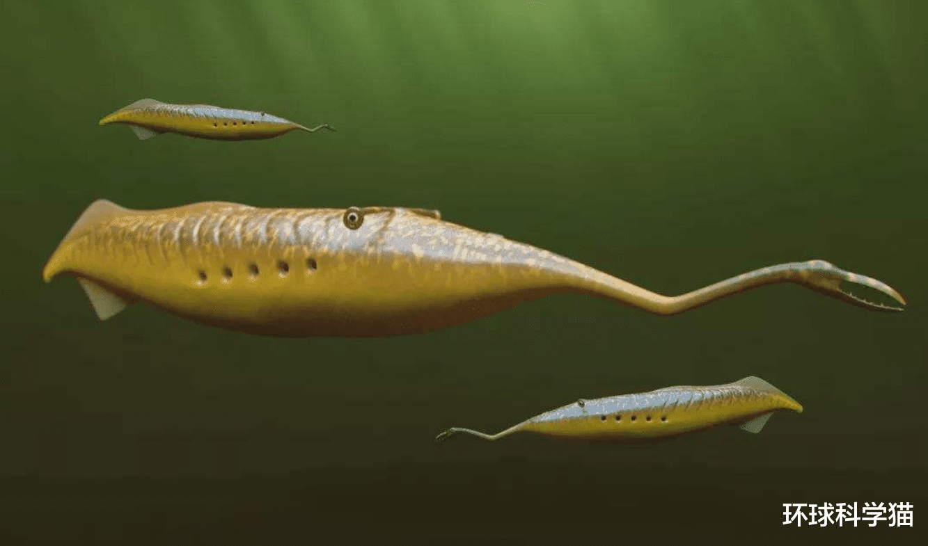 科学家|罕见！身长约30厘米，科学界研究60多年，仍不知道该生物是什么