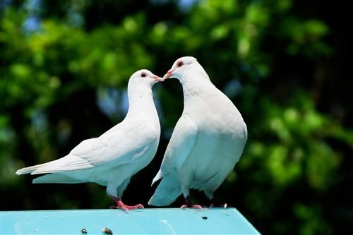 鸽子@都说不能近亲繁殖,那鸽子生下来就是一对,这个怎么解释?