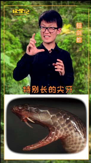 『毒蛇』动物趣闻：毒蛇有趣的毒牙——固定和合拢