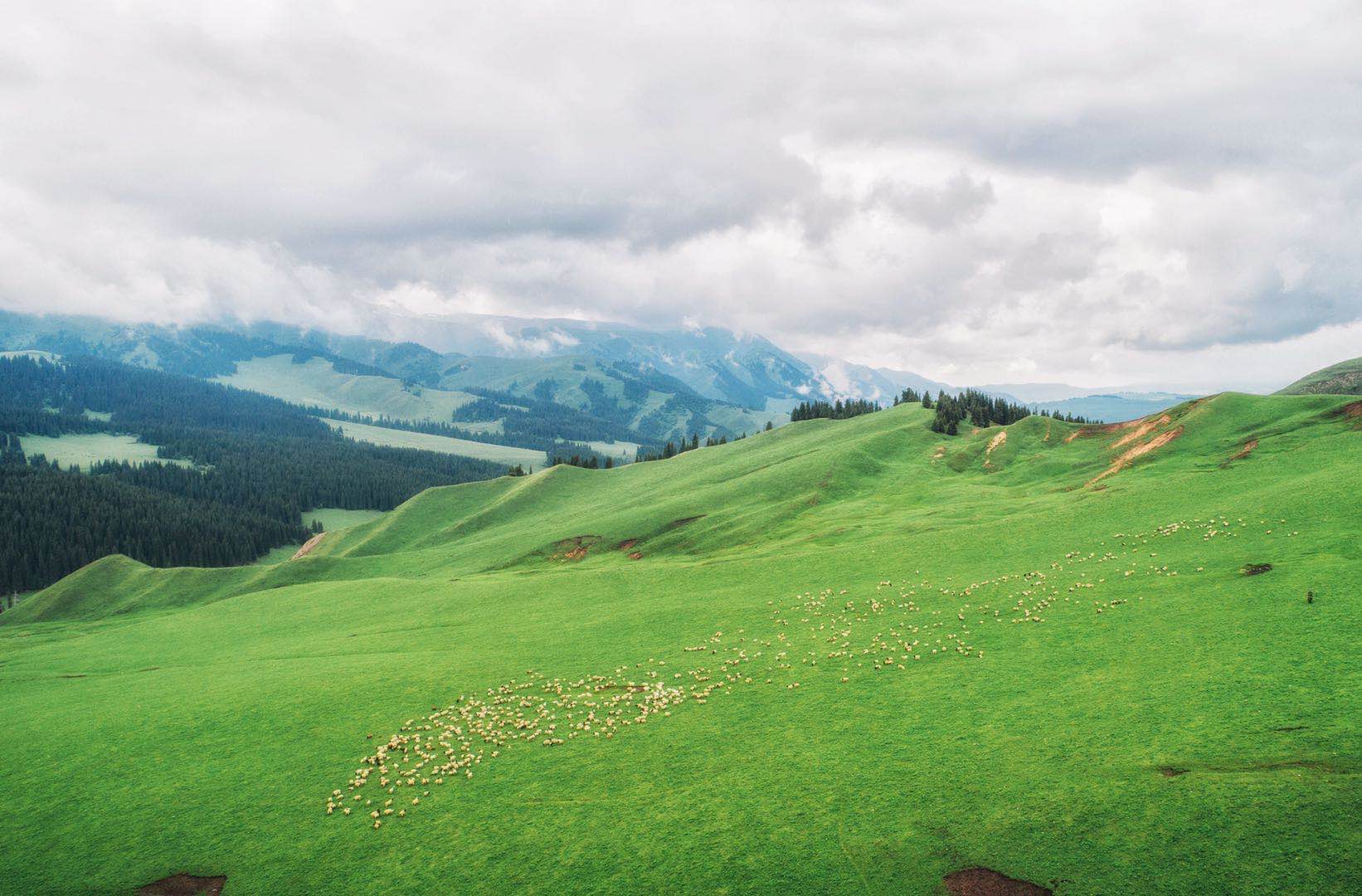 [祁连]7月的最佳旅行地专属，过一个只有25℃的夏天。