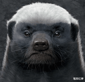 『蜜獾』世界上最“记仇”的5种动物，“平头哥”只是其中一种， 其他4种常见