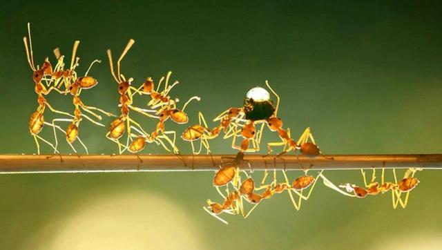 『隐翅虫』动物界最善于外交的蚂蚁，眼睛却不好使，常被隐翅虫骗吃骗喝