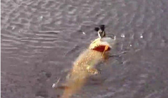 #标题党#小伙河边钓鱼，发现一条鱼向我漂来，定睛一看，两眼发傻