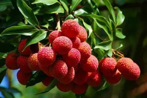 广东发布|《广东水果地图》