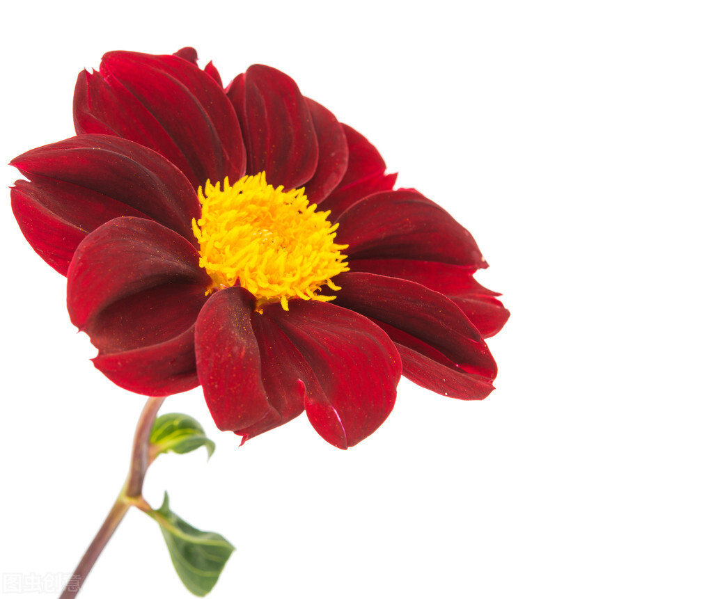 心理測試：選一朵喜歡的花，測你與另一半最舒適的相處模式是什麼-圖3