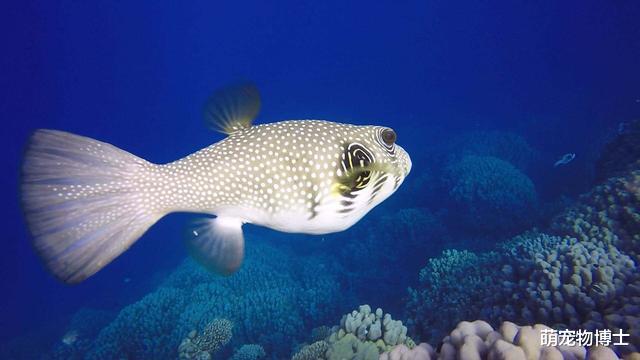 毒液|世界上最毒的10种动物——2020世界十大毒王