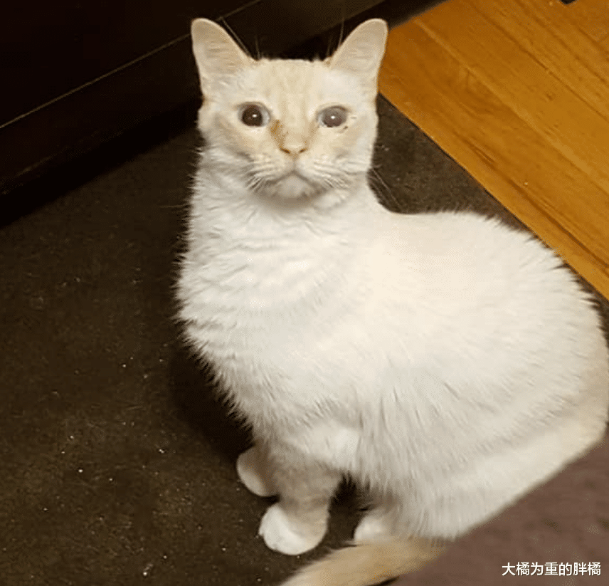 女子救下小猫却不想养，临走时说了一句玩笑话，1个月后还是养了