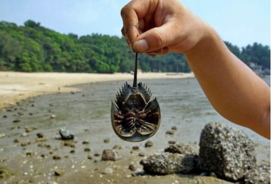 |这种生物的大量死亡，意味着新一轮生物灭绝已经开始