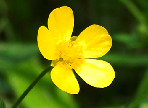 白羊座：2020年，财星当道，鸿运当头照的三个星座