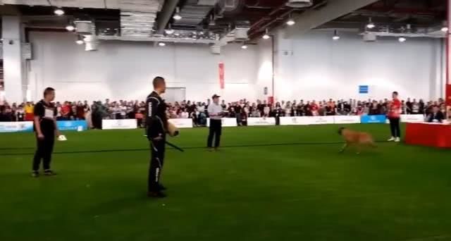 警犬看到坏人掉头就跑，全场静默3秒爆笑，没毛病啊