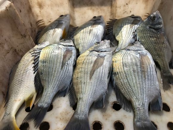 ：乘天气良好，出海试试新装备，高清可视钓鱼神器。