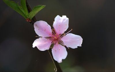 生肖|从9月14日开始，好运频现，会鸿运当头，八方来财的3大生肖！