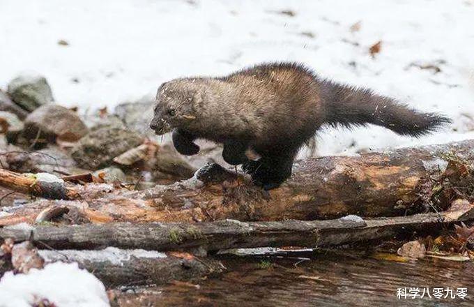 #加拿大猞猁#北美特有的“大猫杀手”，捕食豪猪、袭杀猞猁，对猎物大小不设限