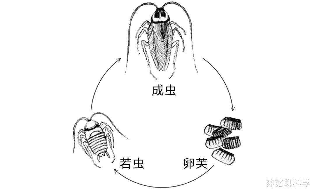 [昆虫]蝉在地下能够活好多年，为什么爬到地面只能活1个月？