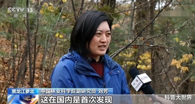 老虎|小兴安岭东北虎吃了黑熊，熊真干不过老虎吗？要看啥熊与啥虎去比