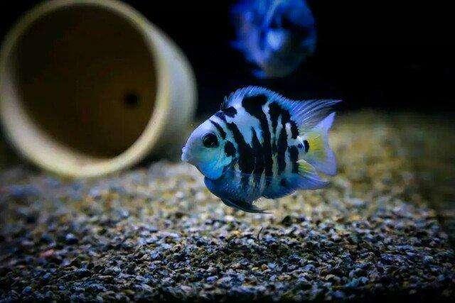 用自己繁殖能力把自己拉下神坛的热带鱼，迷你鹦鹉从此再难翻身