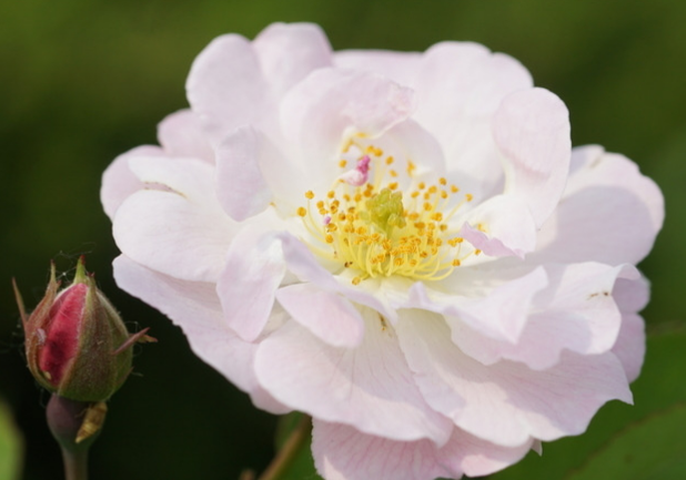 吉星|下个礼拜,4属相吉星近身,运旺财旺桃花旺,为家里添福添财