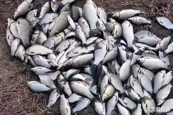 鲫鱼|同样是钓草，渔获差距巨大？钓鱼老手整理四季钓草攻略，很实用！