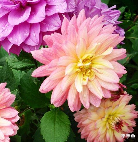 |步入9月,4属相好运不断,富贵自来,喜事连连,四季平安