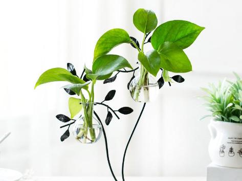 天蝎座|未来半年桃花势不可挡的4个星座,感情来了,桃花绚烂