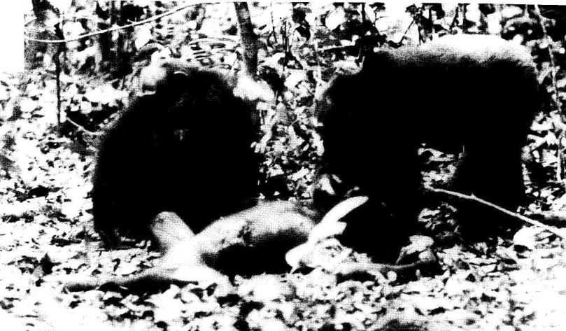 猩猩|1只猩猩被花豹咬死，族长猩猩整理遗容，全体猩猩守灵哀悼