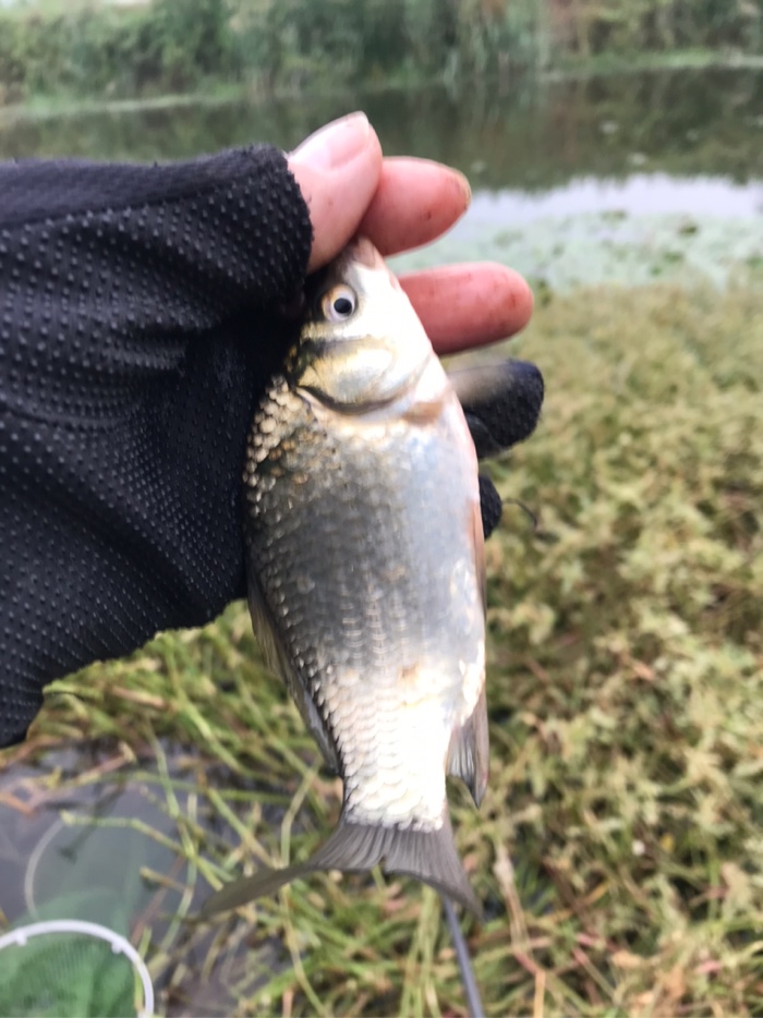 鲫鱼|今天鱼口不错，没一会，收获鲫鱼三斤