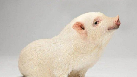 鳄鱼@把不同的物种进行杂交，会变成什么样？哈哈哈哈，这也太奇怪了吧！