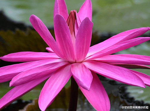 『运势』6月16号开始，4属相贵人相助，整体运势提升，生活红红火火