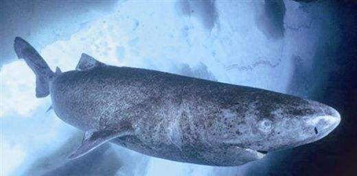 #鲨鱼#百年单身史，细述呆萌迟缓的捕猎高手——格陵兰睡鲨