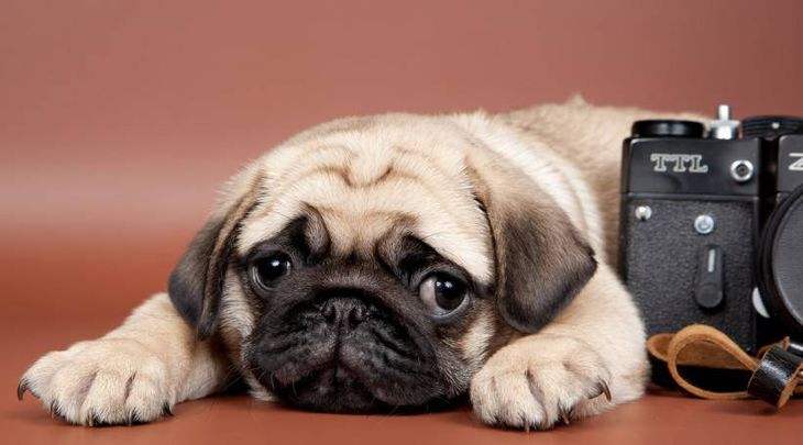 狗狗也会有洁癖？网友评论：那你可能是没养过这六种狗！