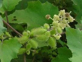 []注意：千万不要让这些奇花异草，出现在你家的餐桌上！小心有毒