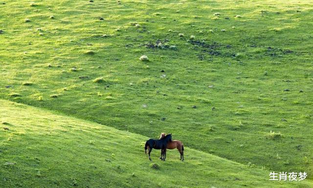 『生肖』明天过后,一马平川,3生肖心想事成,喜事多多,生活喜笑颜开