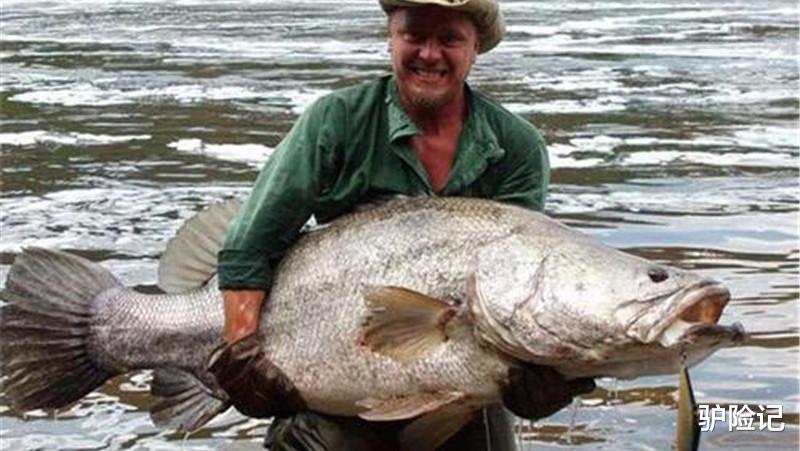 水底奥秘|全球最大淡水鱼,体长可达2米,来到中国却出现“生存危机”
