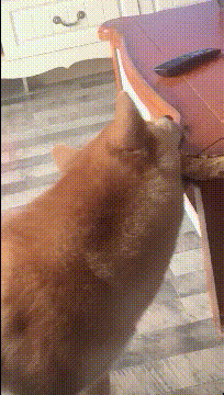 |房子不隔音是一种什么体验，这么说吧，可以通过声音“还原现场”