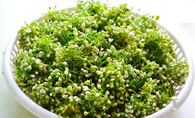 韭菜|这东西现在正当季，遇上别手软，一次多买点存起来，冬天吃特美味