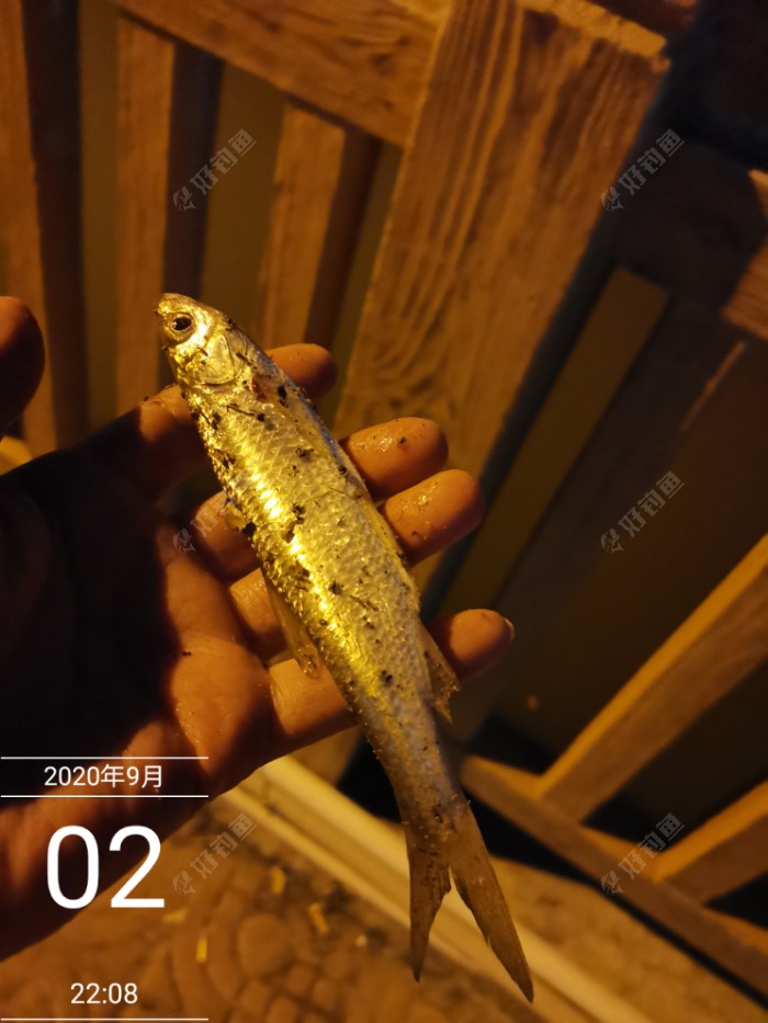 钓鱼|入秋以来首凉爽 双枪作钓小鲤来