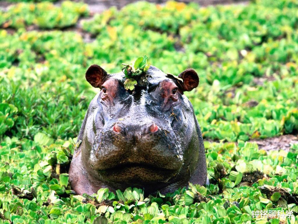 「科学家」根据企鹅的骨骼来复原企鹅，科学家会复原成什么样？