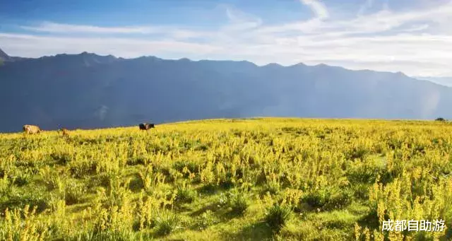 『川西』不输俄么塘！川西又一冷门万亩花海开放，不收门票，赏花观云还不打挤