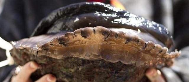 鲍鱼|世界上“最大”的鲍鱼，1只就够8个人吃，网友：吃一口就破产了