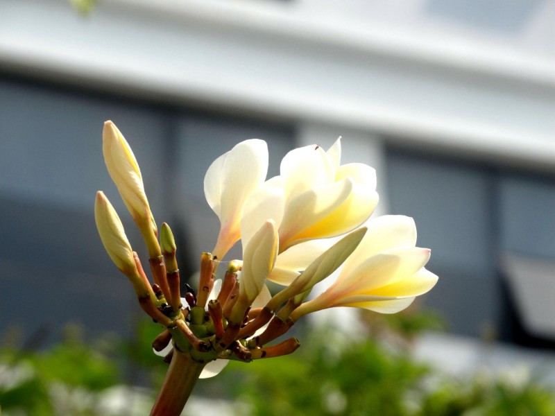 『爱巢』7月中旬内，前缘弥漫，与前任重筑爱巢，痴情剪不断的四大生肖