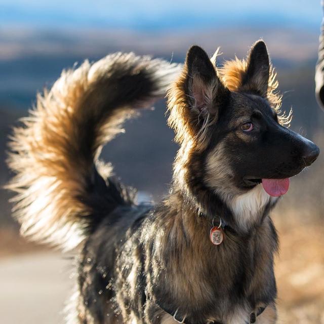 德牧出生13天遭重伤，变得奇丑无比！如今励志成为治疗犬！